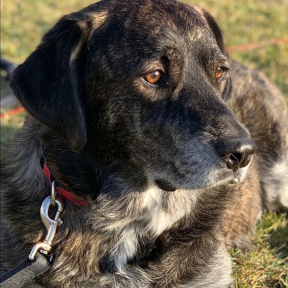 🐾🖤 Meet Your Seller 🖤🐾 - Picture 5 of 16